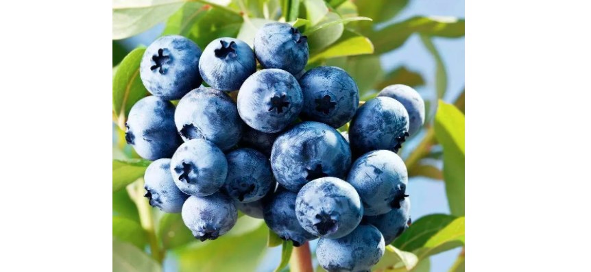 Drink Your Way to Beautiful.